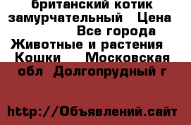 британский котик замурчательный › Цена ­ 12 000 - Все города Животные и растения » Кошки   . Московская обл.,Долгопрудный г.